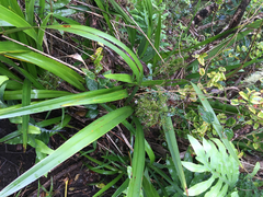 Dianella sandwicensis