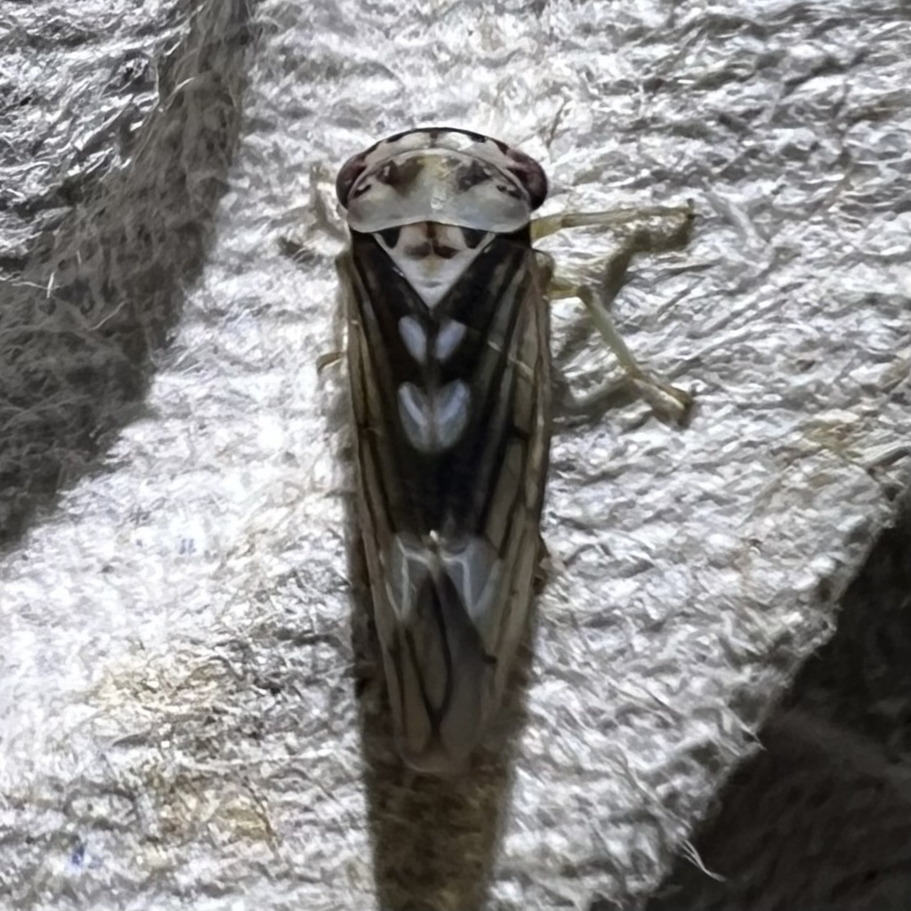 Populicerus venosus