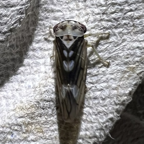 Populicerus venosus