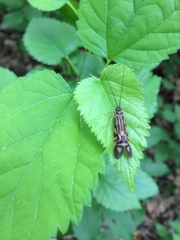 Macrostemum zebratum