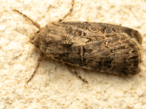 Agrotis bigramma