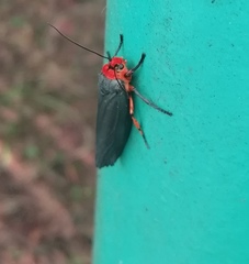 Gnamptonychia ventralis