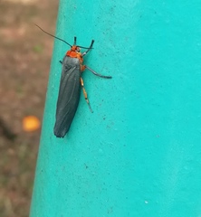 Gnamptonychia ventralis