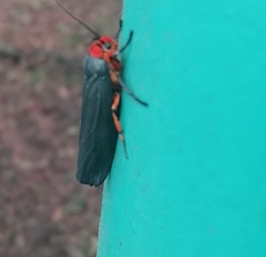 Gnamptonychia ventralis