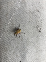 Macrodactylus subspinosus