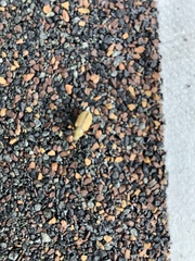 Macrodactylus subspinosus