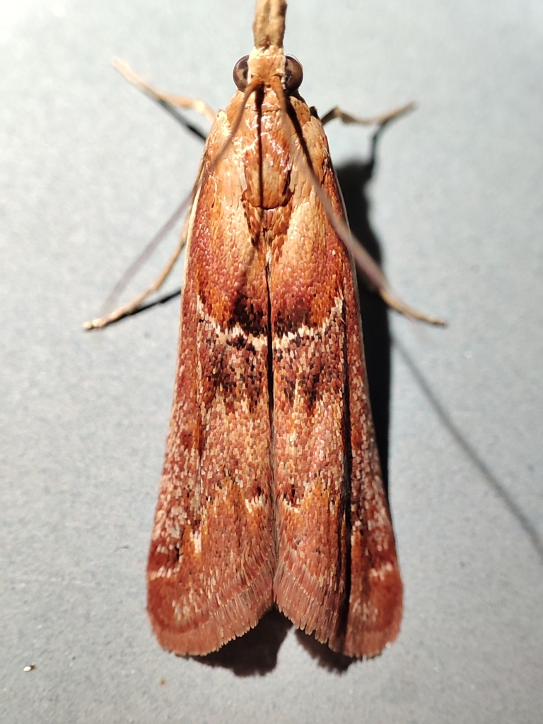 Conifer Coneworm Moths from Beijing, Beijing, CN on August 11, 2024 at ...
