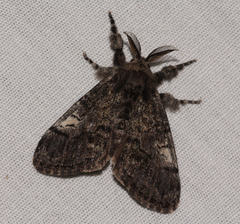 Dasychira plagiata