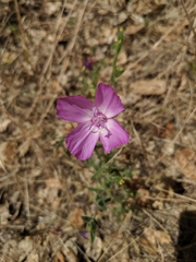 Clarkia lewisii
