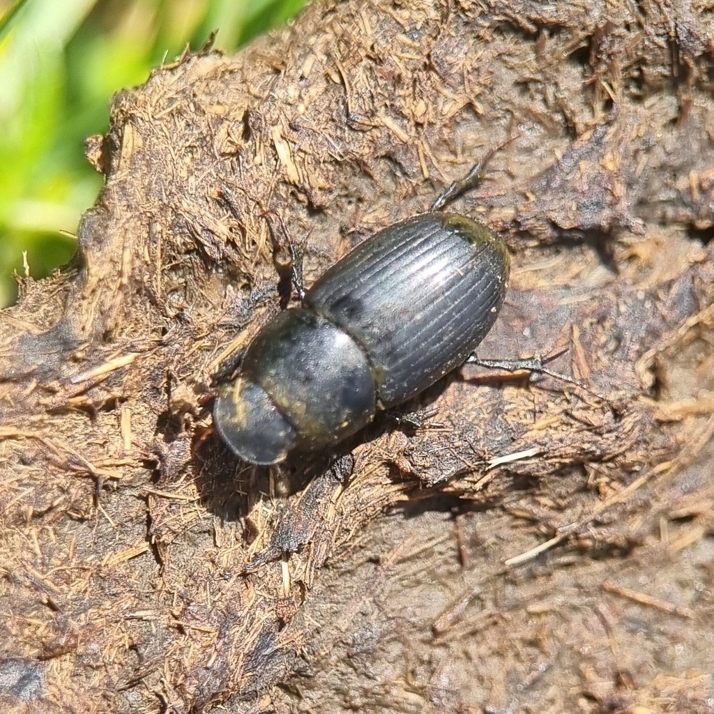 Acrossus depressus