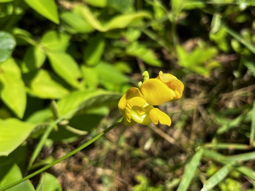 Image of Vigna minima by (c) 黃美滿, some rights reserved (CC BY)