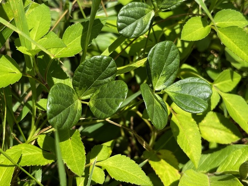Image of Vigna minima by (c) 黃美滿, some rights reserved (CC BY)