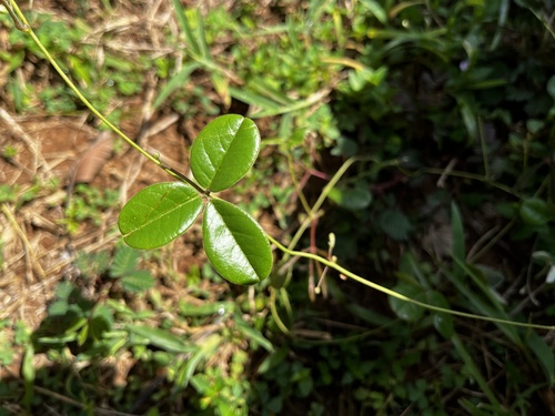 Image of Vigna minima by (c) 黃美滿, some rights reserved (CC BY)