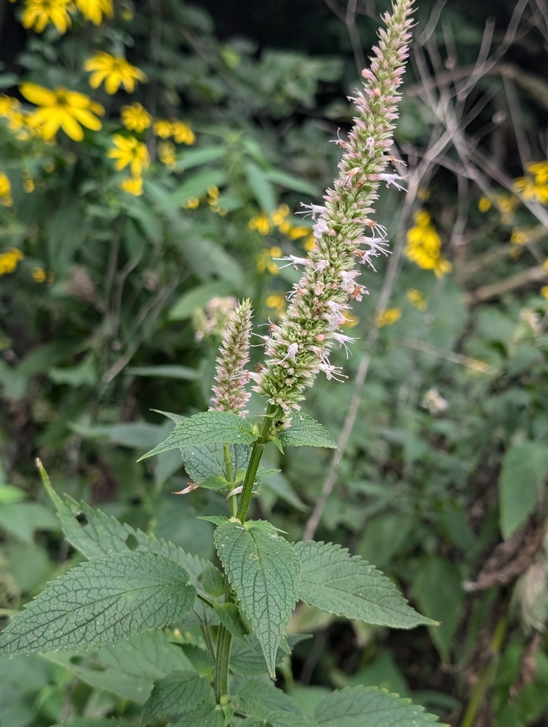 Agastache scrophulariifolia, Highland Township, SD, USA