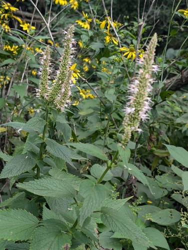 Agastache scrophulariifolia