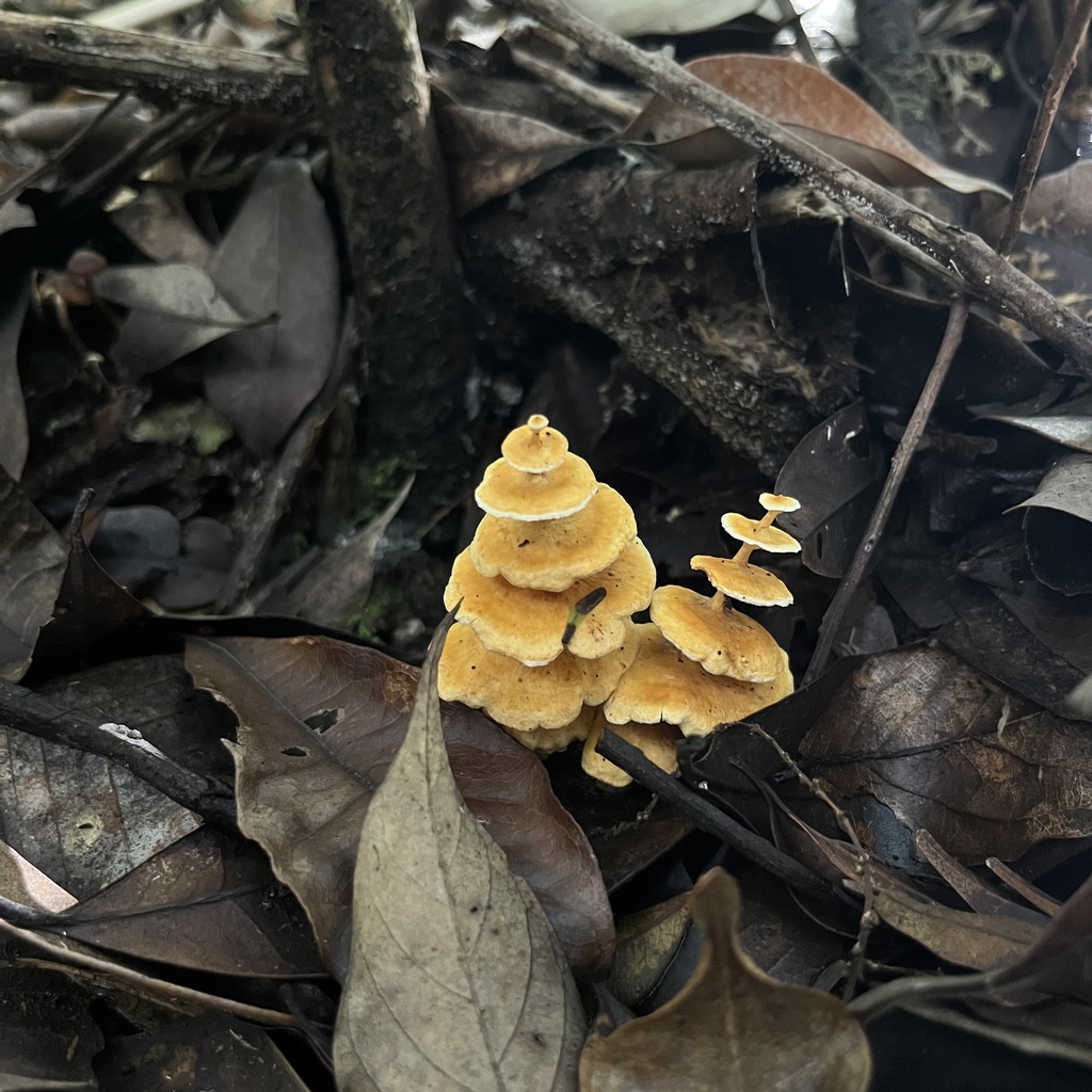 Podoserpula ailaoshanensis