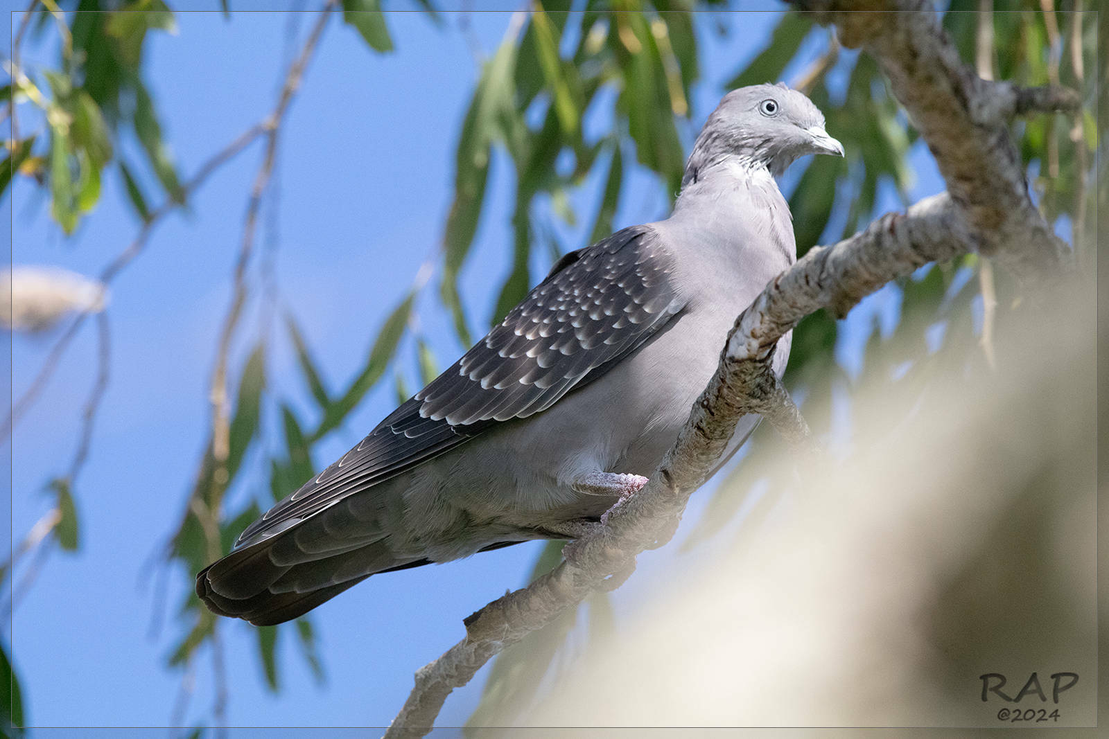 Spot-winged Pigeon illustration