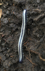 Spirobolellus immigrans
