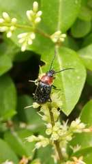 Heliotaurus ruficollis
