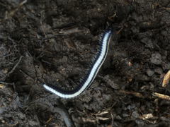 Spirobolellus immigrans