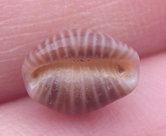 Pseudopusula californiana