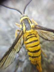 Sesiinae