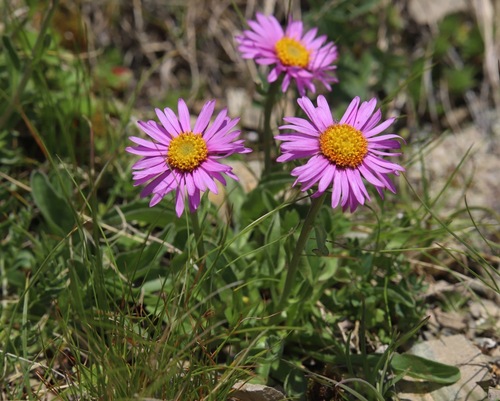 Aster alpinus