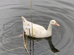 Anas platyrhynchos domesticus