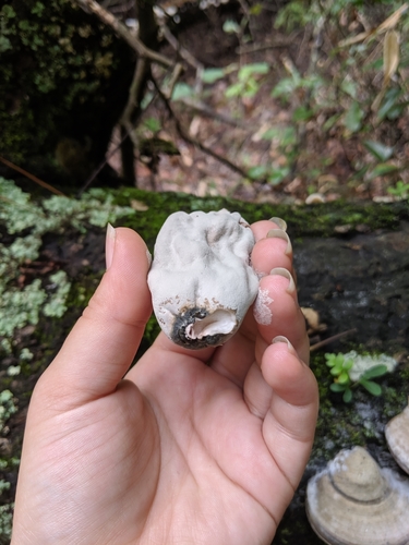 Xylosphaera poitei image