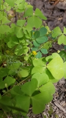 Oxalis laxa
