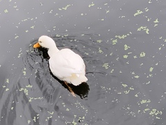 Anas platyrhynchos domesticus