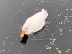 Anas platyrhynchos domesticus