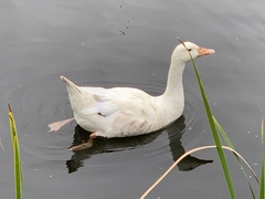 Anas platyrhynchos domesticus