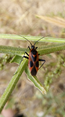 Calocoris nemoralis