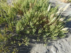 Arthroceras subterminale