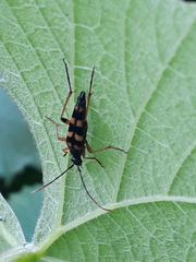 Strangalia attenuata