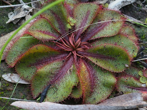 Image of Drosera bulbosa by (c) Hugo Innes, some rights reserved (CC BY)