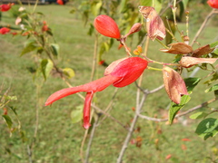 Salvia sessei