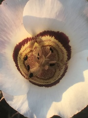 Calochortus vestae