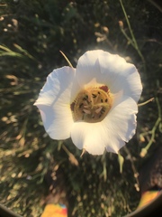 Calochortus vestae