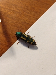 Buprestis rufipes