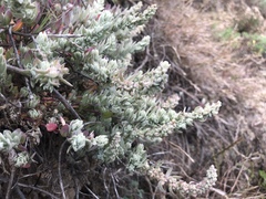 Extriplex californica