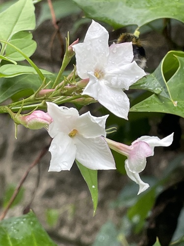 Jasminum officinale