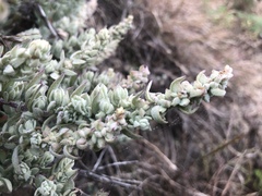 Extriplex californica