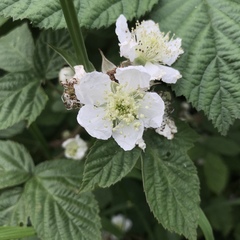 Rubus tuberculatus