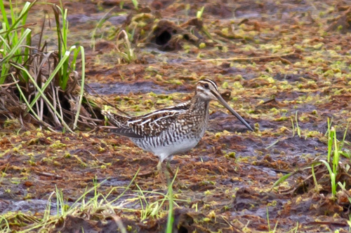 Agachadiza de Wilson (Gallinago delicata)