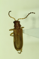 Syneta pilosa