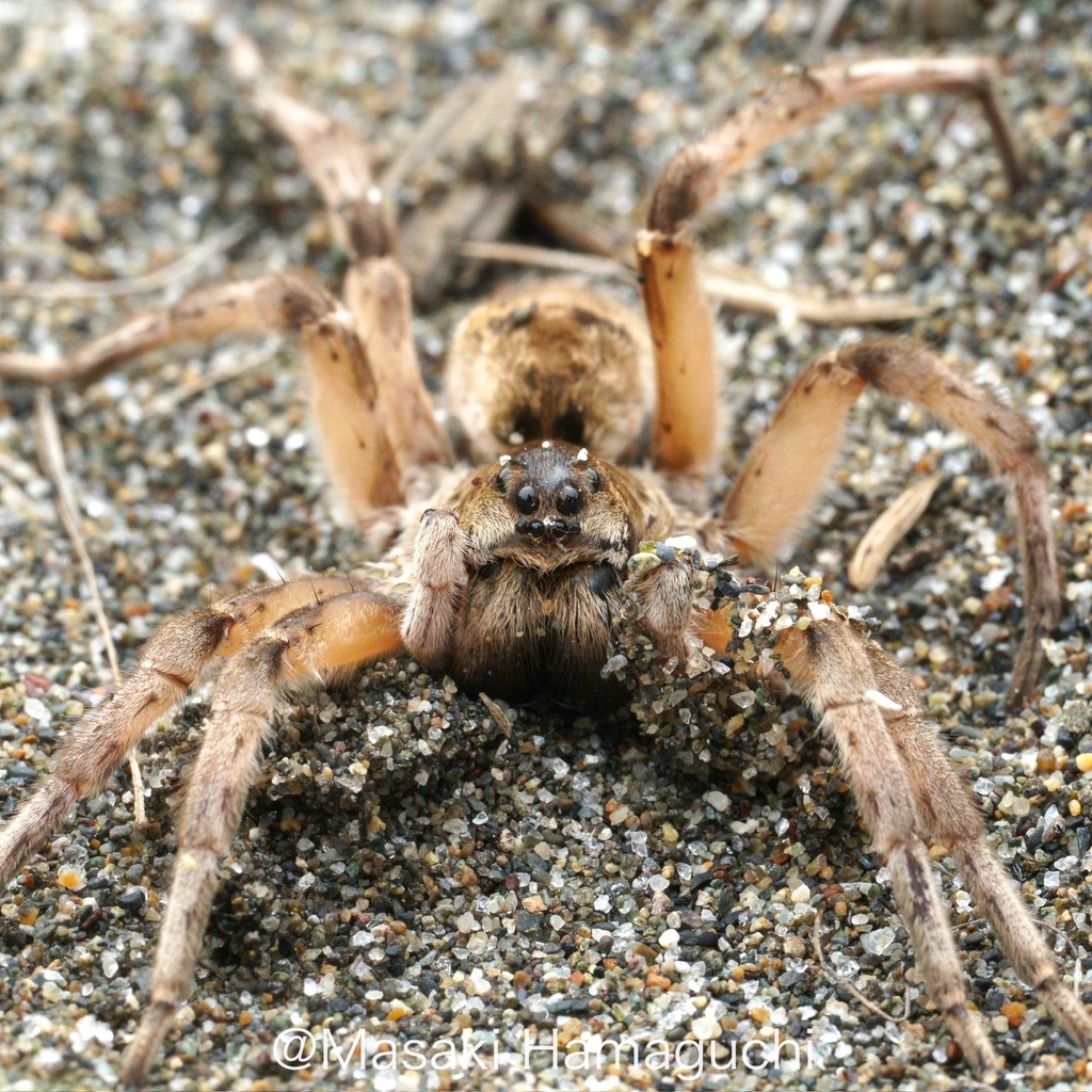 Lycosa ishikariana