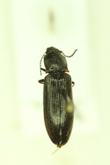 Ctenicera angularis