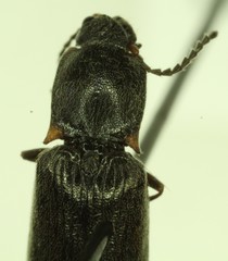 Ctenicera angularis